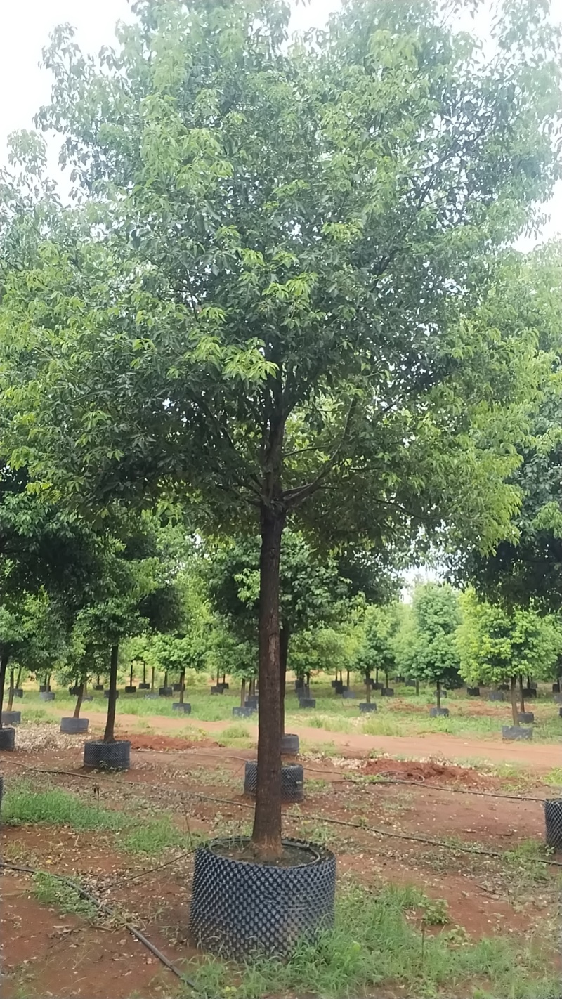 香樟控根器