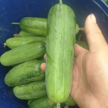 旱黄瓜水果黄瓜湖北黄瓜大量供应可视频看货欢迎来电采