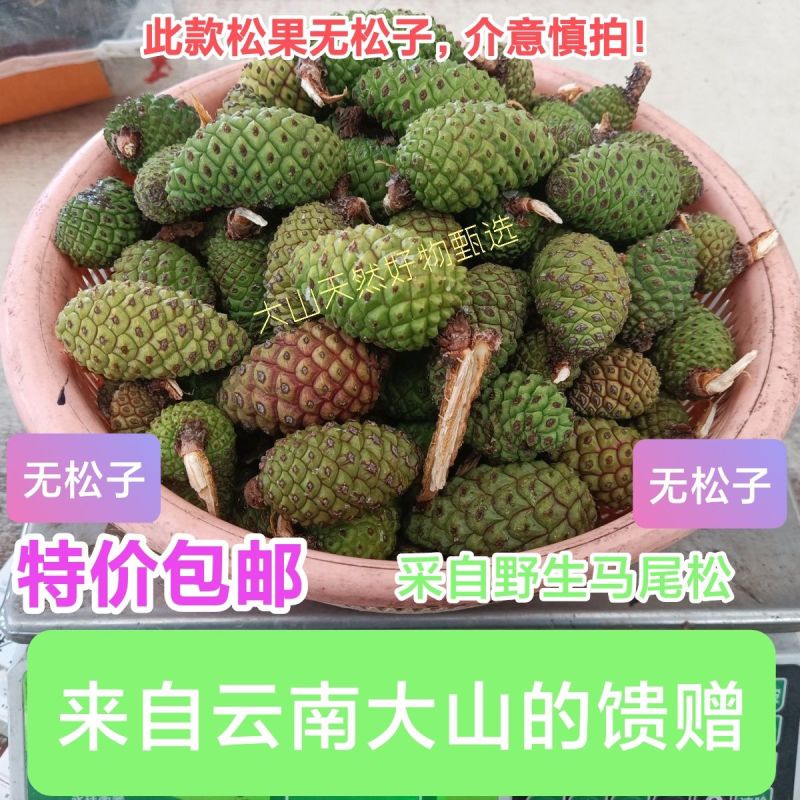 云南当季天然野生松果新鲜松塔新鲜青松果泡酒巨大号松鼠口粮