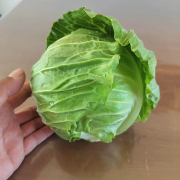 甘蓝