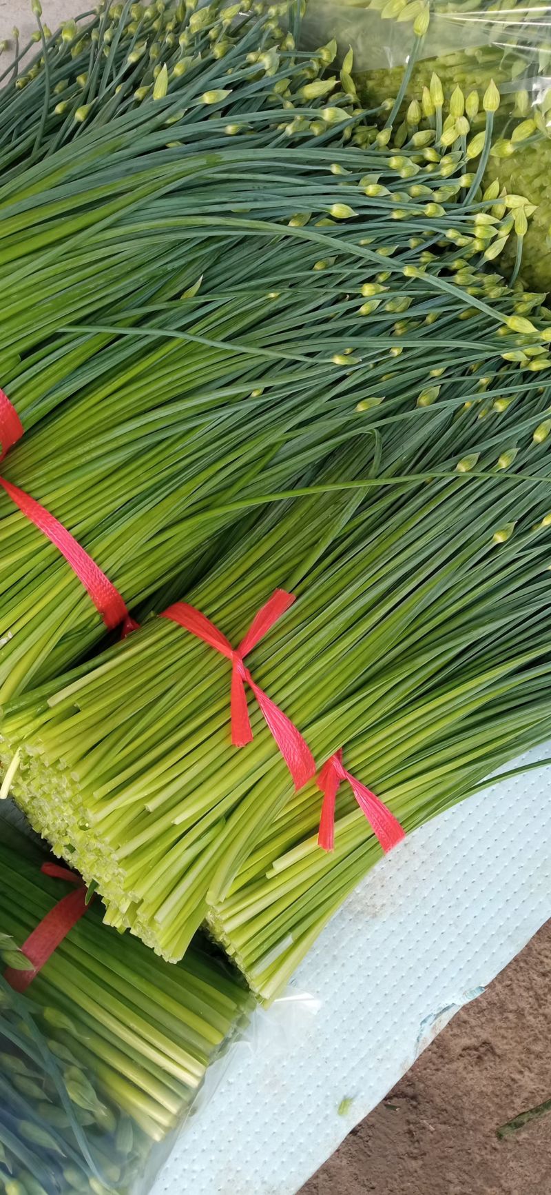 本地韭苔大量上市诚寻合作可打冷各种包装代收代发
