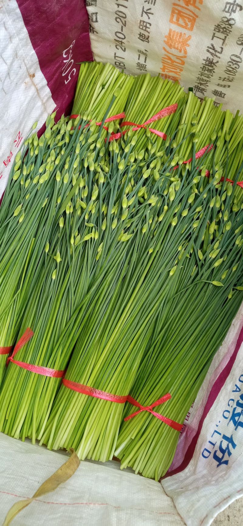 本地韭苔大量上市诚寻合作可打冷各种包装代收代发