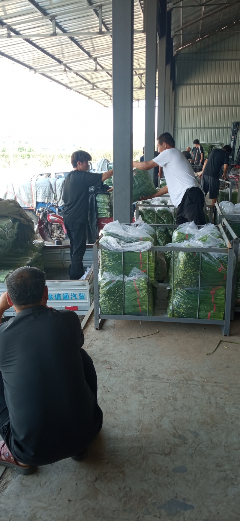 本地韭苔大量上市诚寻合作可打冷各种包装代收代发