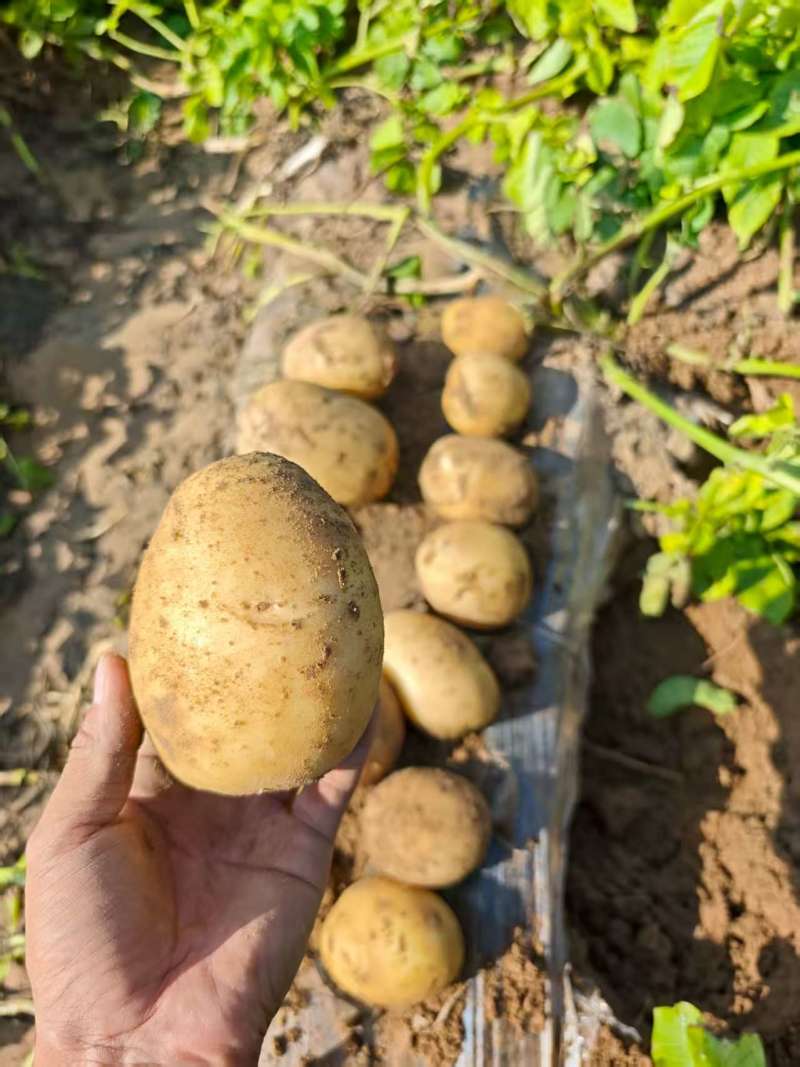 陕北新土豆，沃土实验一希森，全部纯沙地欢迎客商前来选购
