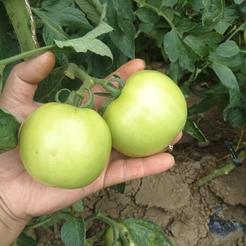 青西红柿青番茄炒菜西红柿石头番茄全国发货欢迎来电