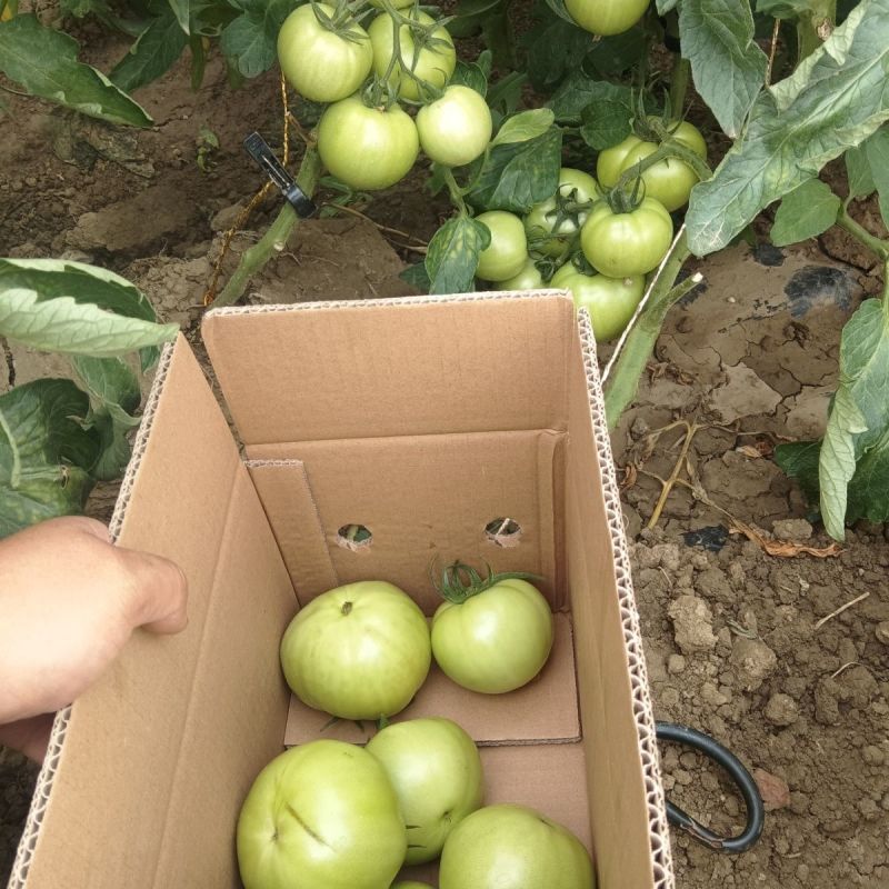 青西红柿青番茄炒菜西红柿石头番茄全国发货欢迎来电