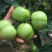 青西红柿青番茄炒菜西红柿石头番茄全国发货欢迎来电