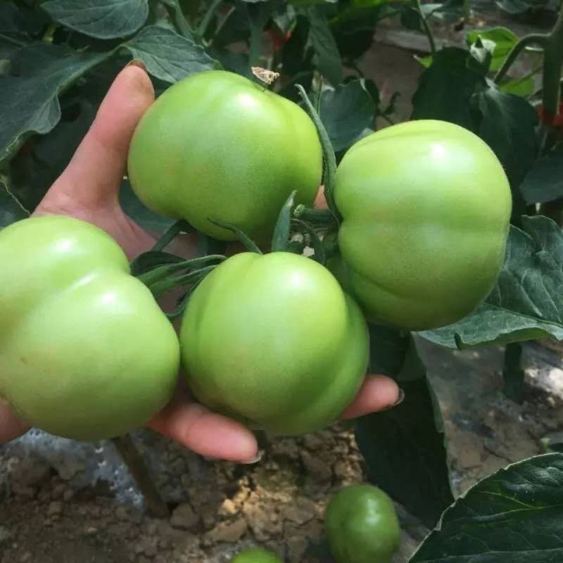 青西红柿青番茄炒菜西红柿石头番茄全国发货欢迎来电