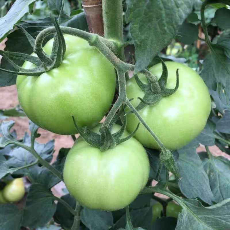 青西红柿青番茄炒菜西红柿石头番茄全国发货欢迎来电