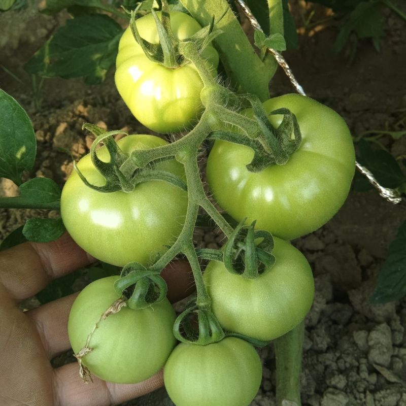 青西红柿青番茄炒菜西红柿石头番茄全国发货欢迎来电