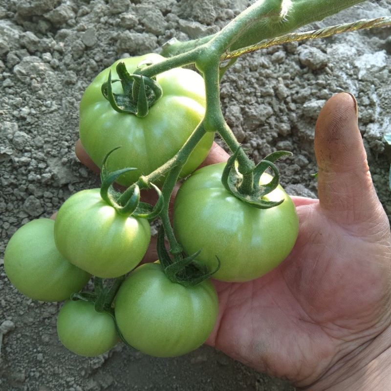 青西红柿青番茄炒菜西红柿石头番茄全国发货欢迎来电