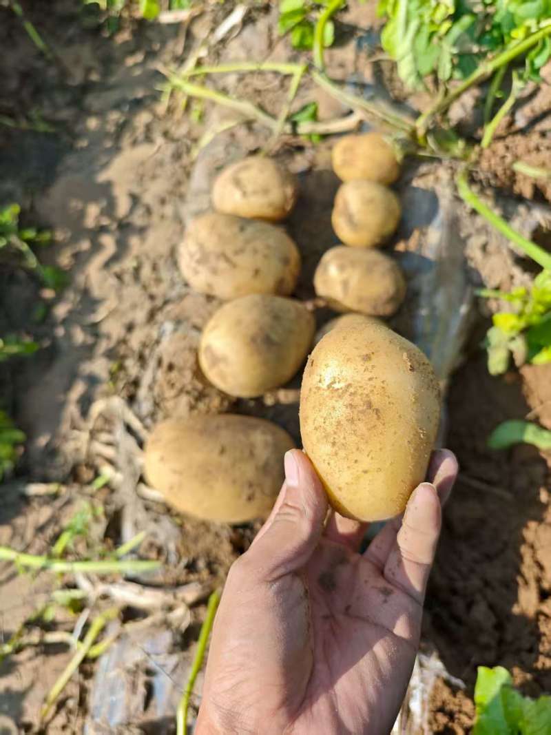 陕北新土豆开圈啦，黄皮黄心土豆基地货，欢迎全国客商……