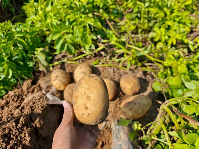 陕北新土豆开圈啦，黄皮黄心土豆基地货，欢迎全国客商……