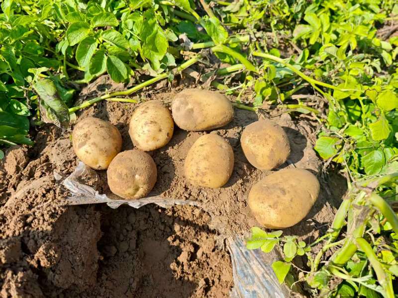 陕北新土豆开圈啦，黄皮黄心土豆基地货，欢迎全国客商……