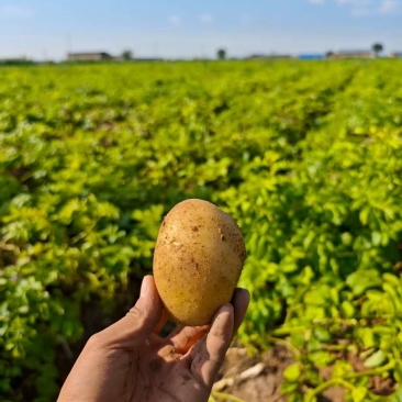 陕北新土豆开圈啦，黄皮黄心土豆基地货，欢迎全国客商……