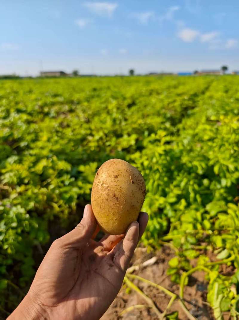 陕北新土豆开圈啦，黄皮黄心土豆基地货，欢迎全国客商……