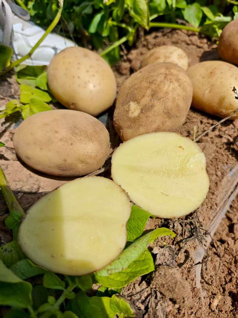 陕北新土豆开圈啦，黄皮黄心土豆基地货，欢迎全国客商……