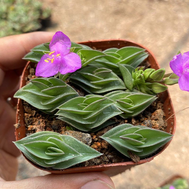 【会开花】一帆风顺小帆船多肉植物特色好养寓意平安招财盆栽花卉