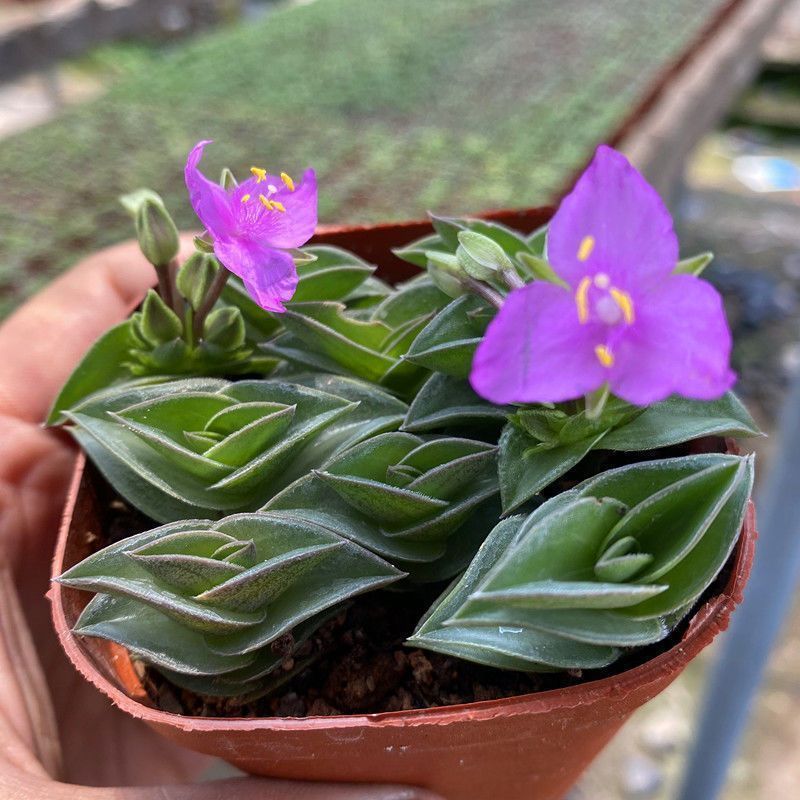 【会开花】一帆风顺小帆船多肉植物特色好养寓意平安招财盆栽花卉