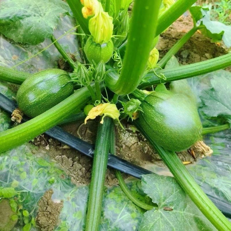 嫩南瓜小南瓜湖北小吊瓜大量供应可视频看货欢迎来电采