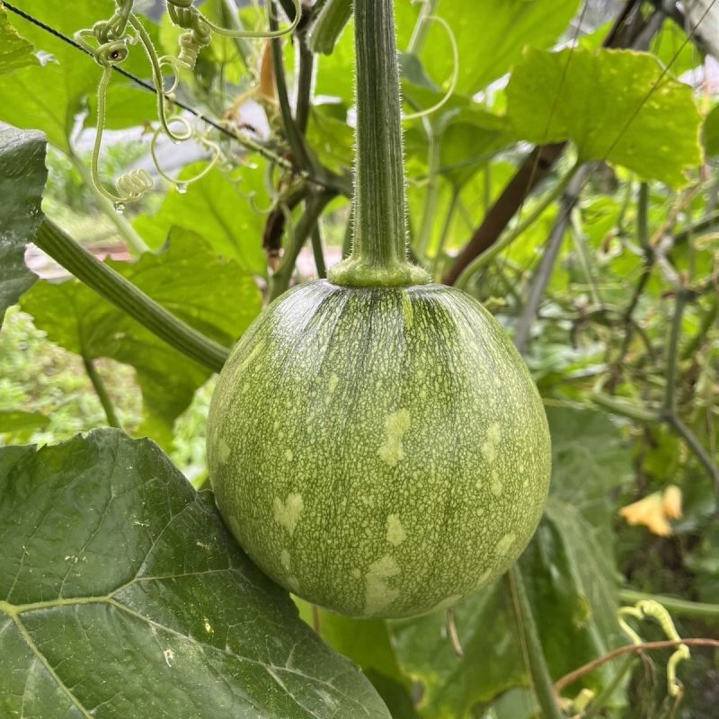 嫩南瓜小南瓜湖北小吊瓜大量供应可视频看货欢迎来电采