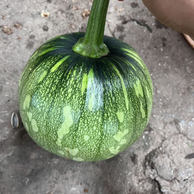 嫩南瓜小南瓜湖北小吊瓜大量供应可视频看货欢迎来电采