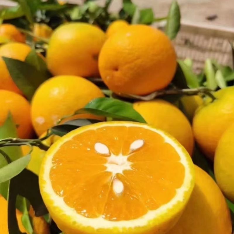 夏橙湖北夏橙橙子大量供应可视频看货欢迎来电采购