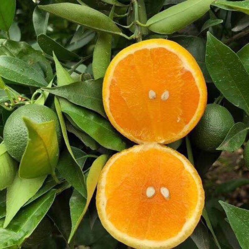 夏橙湖北夏橙橙子大量供应可视频看货欢迎来电采购