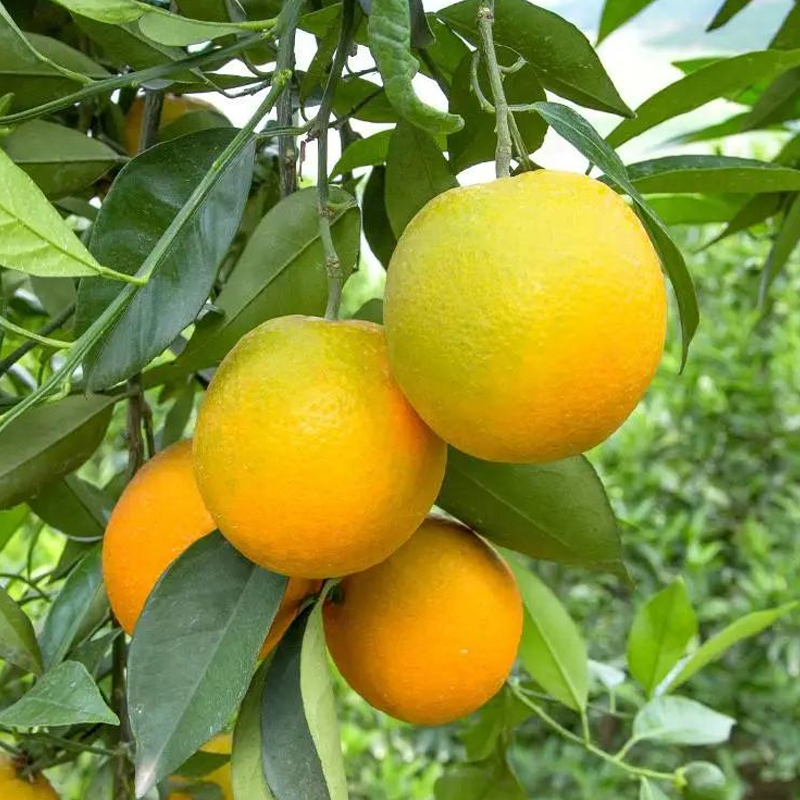 夏橙湖北夏橙橙子大量供应可视频看货欢迎来电采购