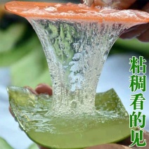 芦荟灌肤叶子新鲜美容院库拉索芦荟叶片灌肤