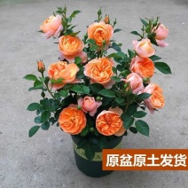 (阳台)月季庭院盆栽带盆带土带花苞保底12个花苞好养好活