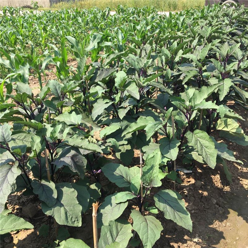 紫茄紫圆茄紫光圆茄大量供应可视频看货欢迎来电采购