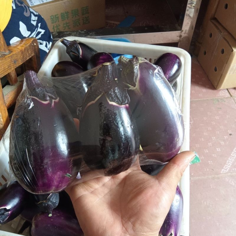紫茄紫圆茄紫光圆茄大量供应可视频看货欢迎来电采购