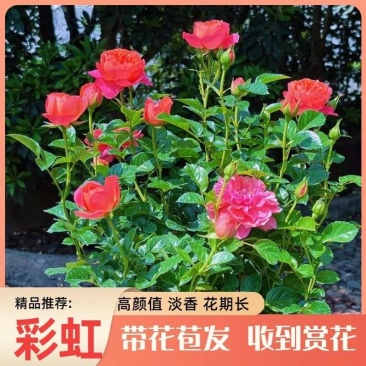 彩虹月季花苗带花苞四季阳台花园家用花卉盆栽灌木月季观