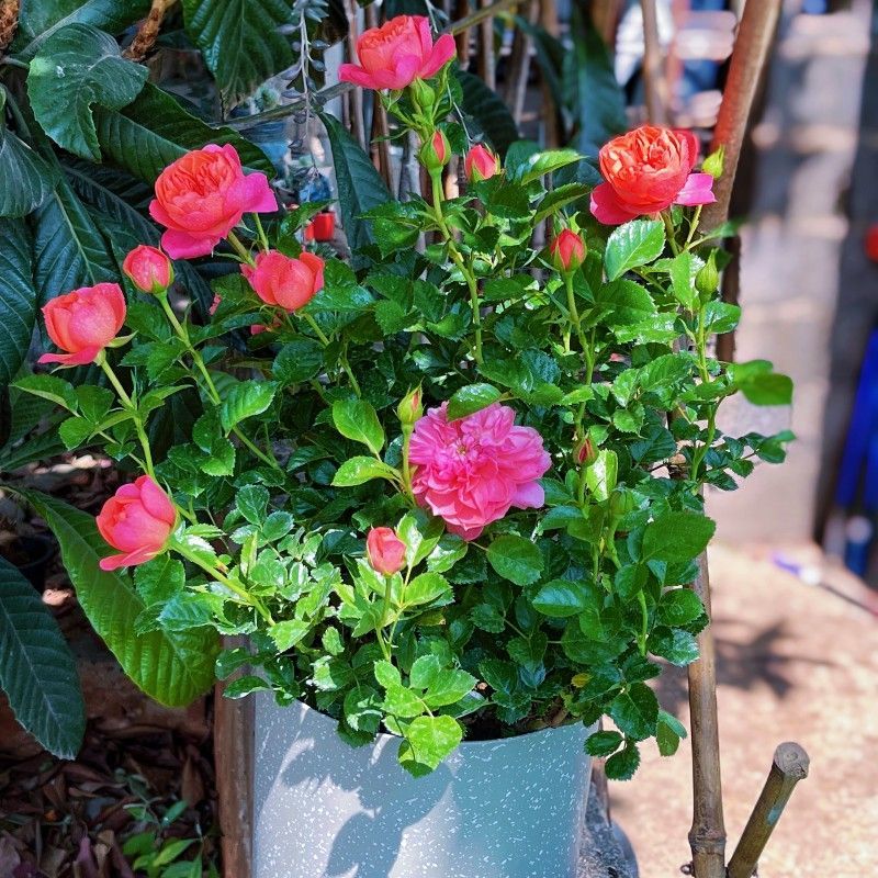 彩虹月季花苗带花苞四季阳台花园家用花卉盆栽灌木月季观