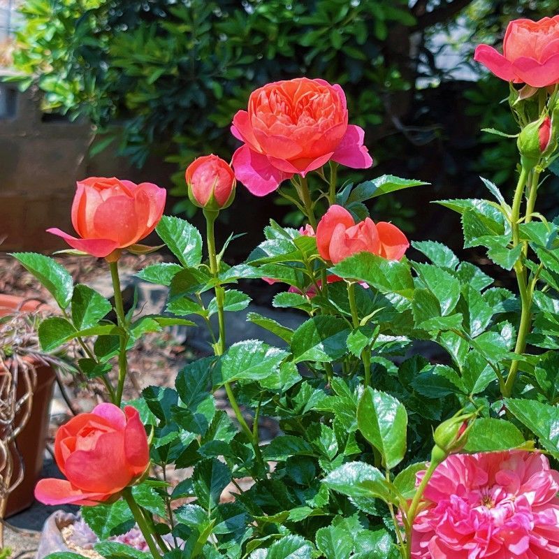 彩虹月季花苗带花苞四季阳台花园家用花卉盆栽灌木月季观