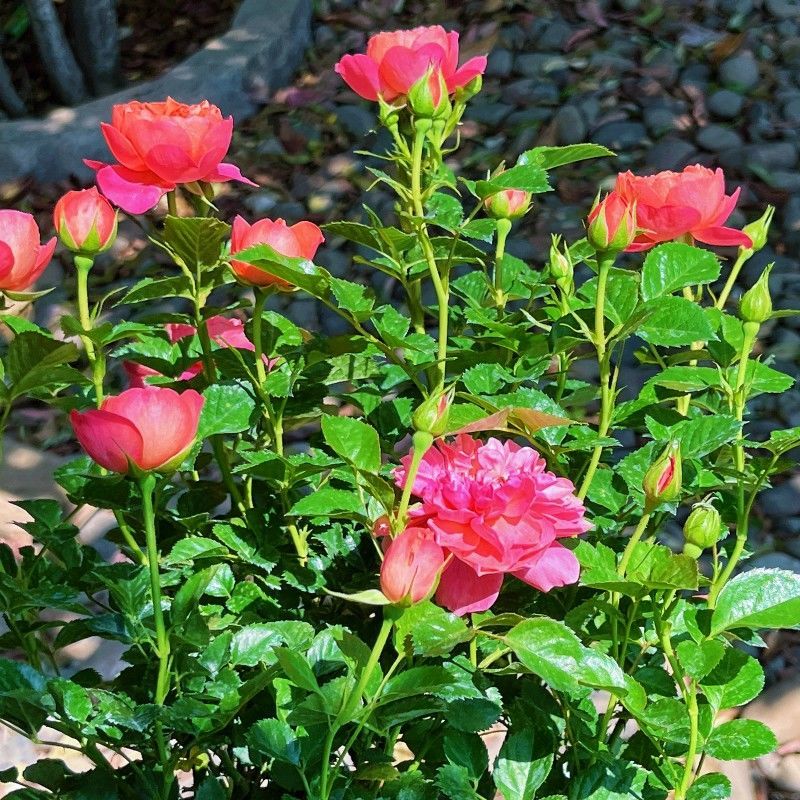 彩虹月季花苗带花苞四季阳台花园家用花卉盆栽灌木月季观