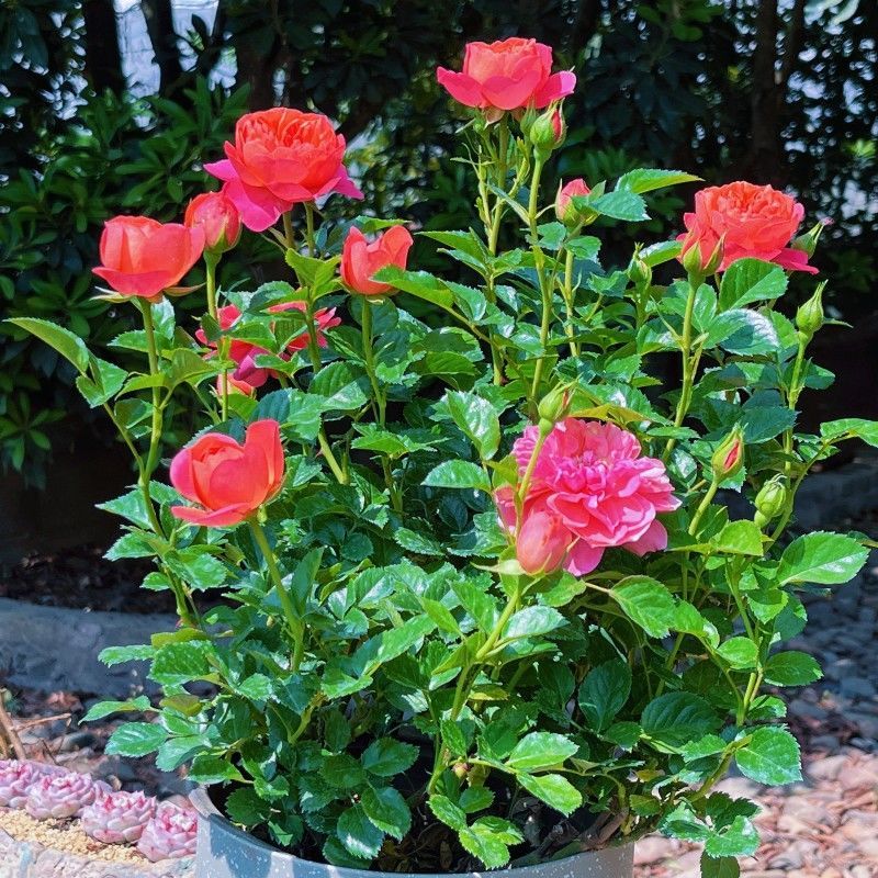 彩虹月季花苗带花苞四季阳台花园家用花卉盆栽灌木月季观