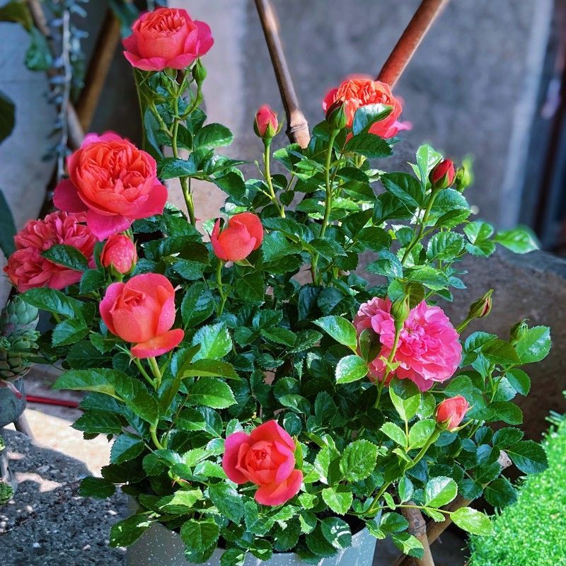 彩虹月季花苗带花苞四季阳台花园家用花卉盆栽灌木月季观
