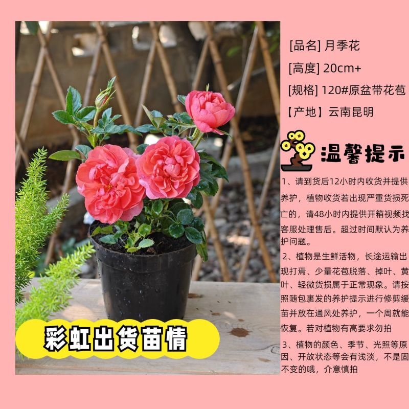 彩虹月季花苗带花苞四季阳台花园家用花卉盆栽灌木月季观