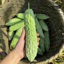 白苦瓜青苦瓜绿油苦瓜大量供应可视频看货欢迎来电采