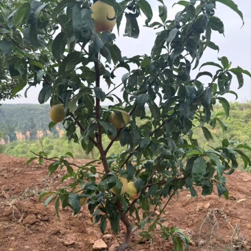 六月水蜜桃可以栽盆景，可以地栽今年栽明年吃桃
