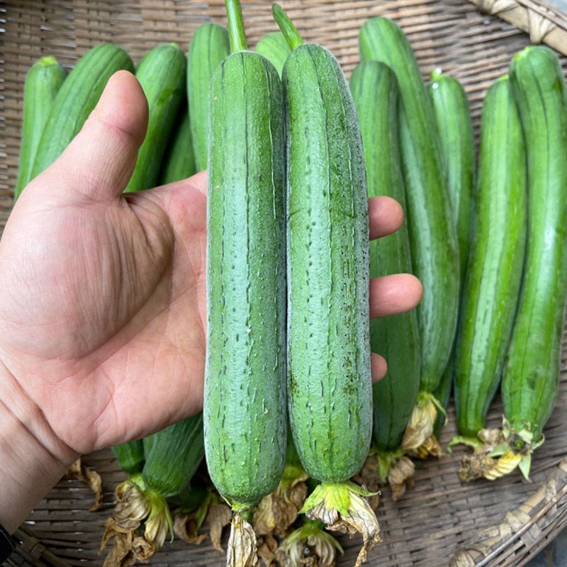 丝瓜湖北丝瓜油皮丝瓜大量供应可视频看货欢迎来电采购