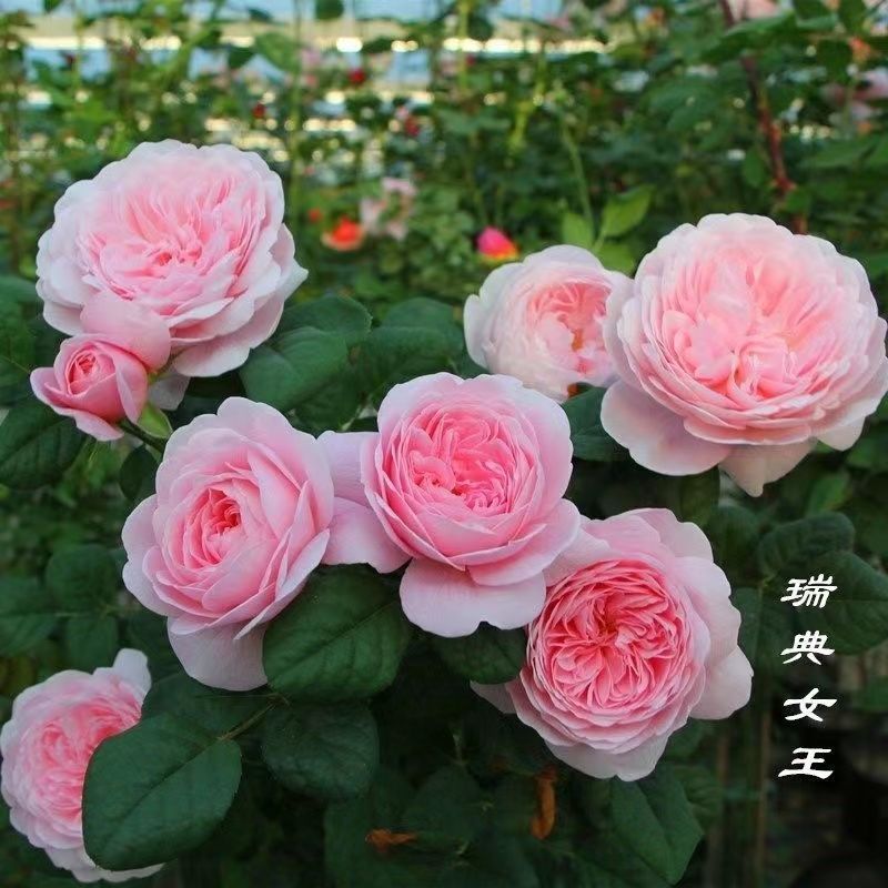 四季开花灌木大苗瑞典女王月季大花浓香阳台庭院花卉盆栽玫瑰花苗