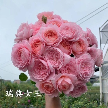 四季开花灌木大苗瑞典女王月季大花浓香阳台庭院花卉盆栽玫瑰花苗