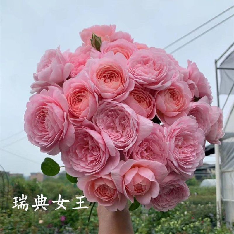 四季开花灌木大苗瑞典女王月季大花浓香阳台庭院花卉盆栽玫瑰花苗