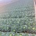 包菜甘蓝圆包菜扁包菜各种规格各种品种大量供应