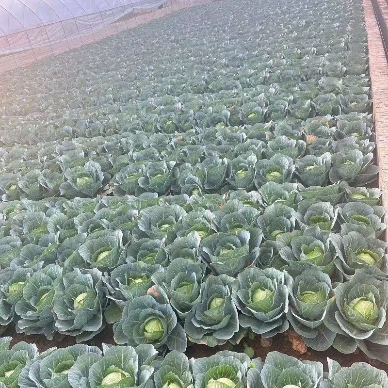 包菜甘蓝圆包菜扁包菜各种规格各种品种大量供应