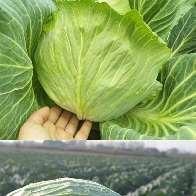 包菜甘蓝圆包菜扁包菜各种规格各种品种大量供应