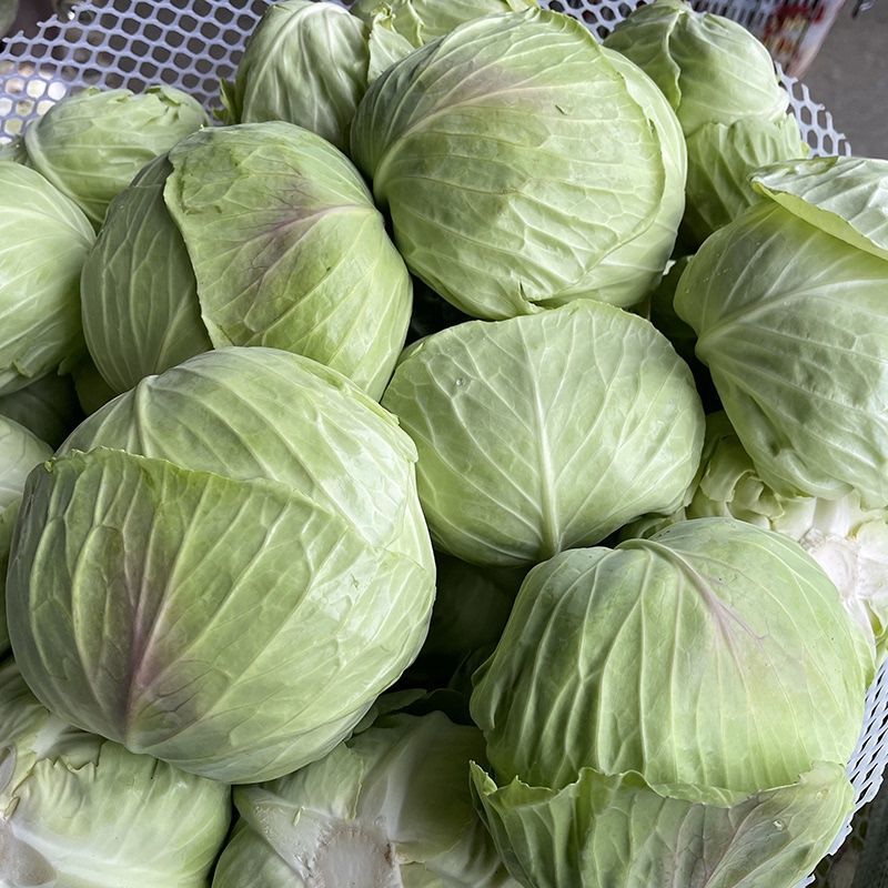 包菜甘蓝圆包菜扁包菜各种规格各种品种大量供应